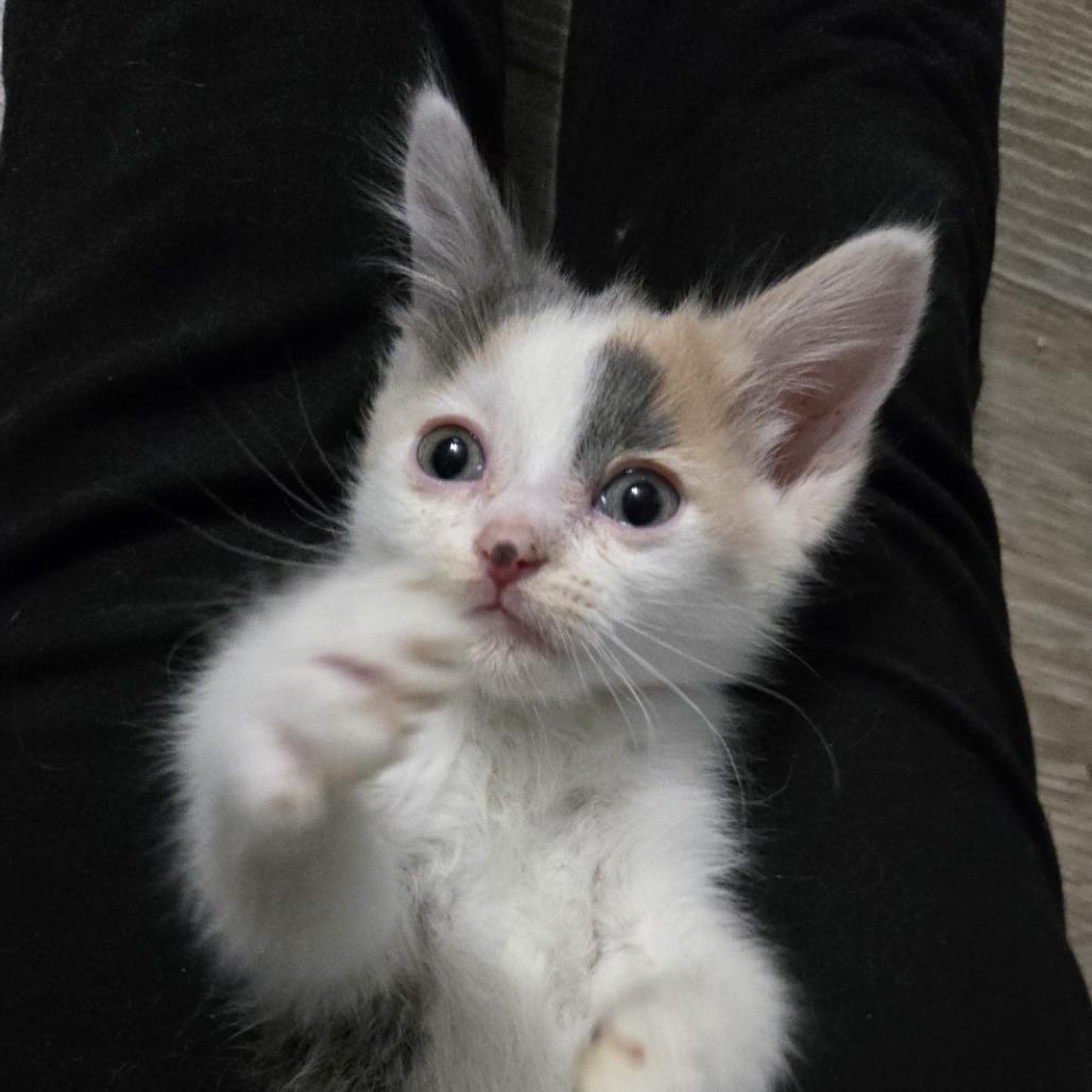 Maple, Adoptable, Kitten Female Domestic Short Hair.