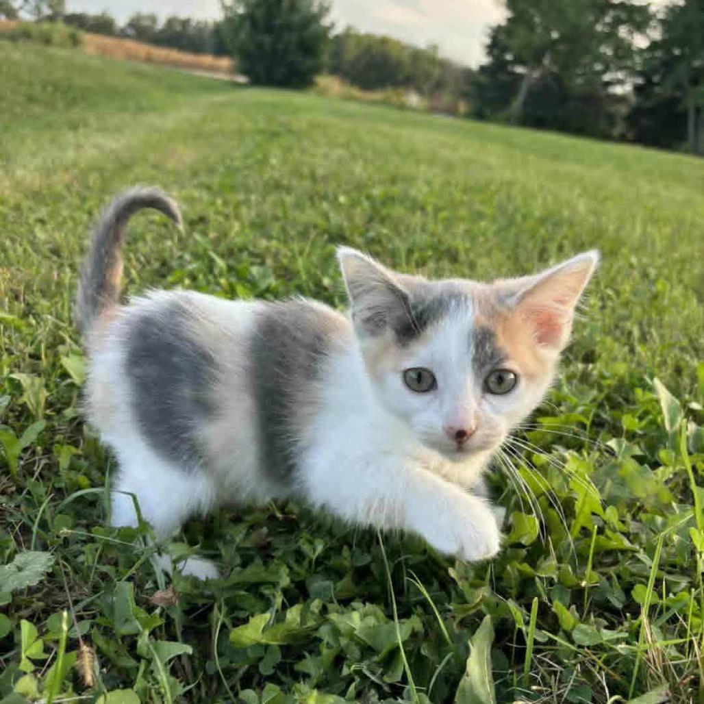 Enlarge Maple, a Adoptable Domestic Short Hair in LYLE, MN image 2/2