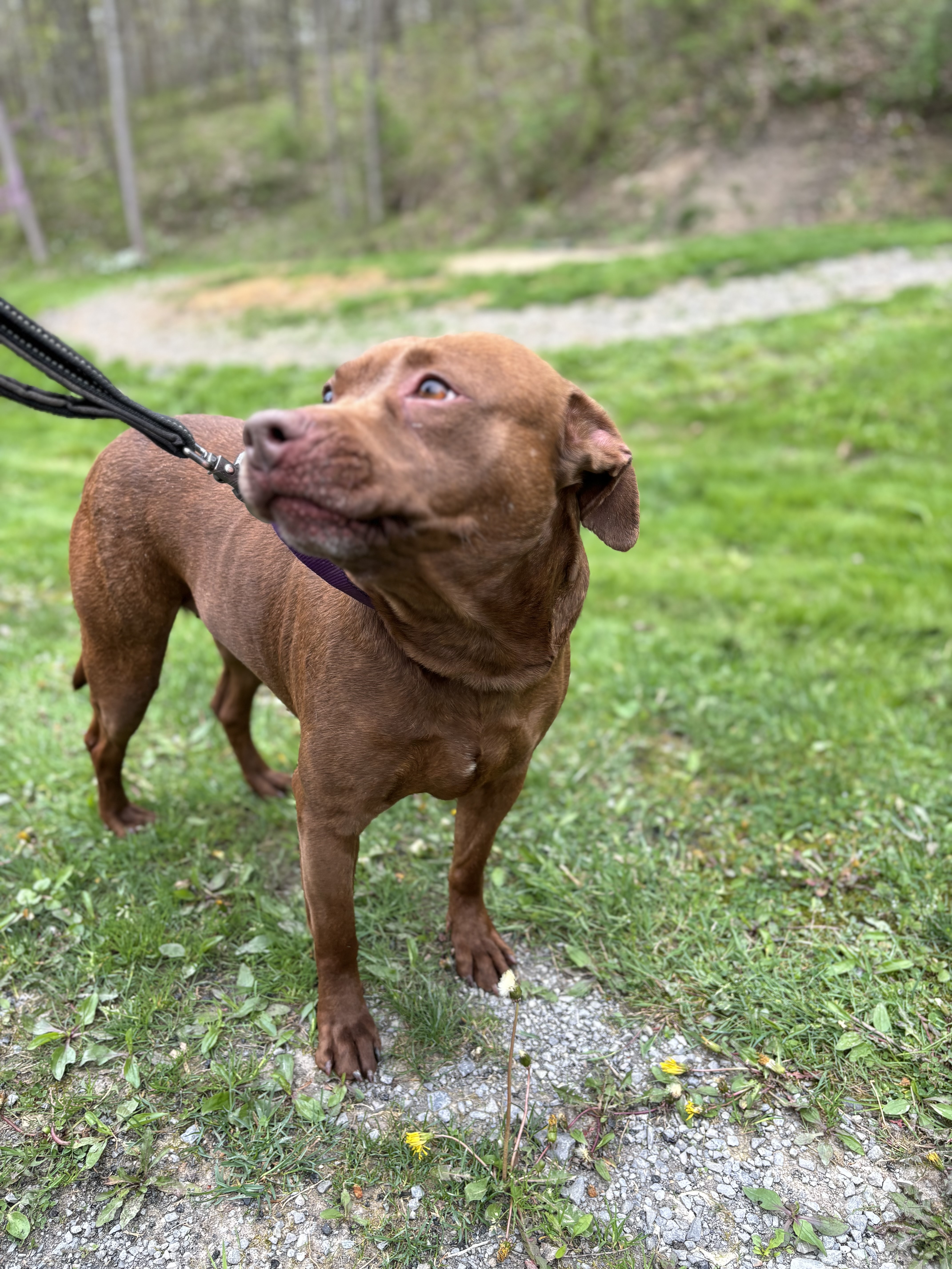 Enlarge ZADA ~~ in a foster home, a Adopted Pit Bull Terrier in Grafton, WV image 2/6