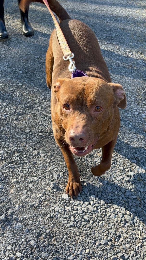 Enlarge ZADA ~~ in a foster home, a Adopted Pit Bull Terrier in Grafton, WV image 3/6