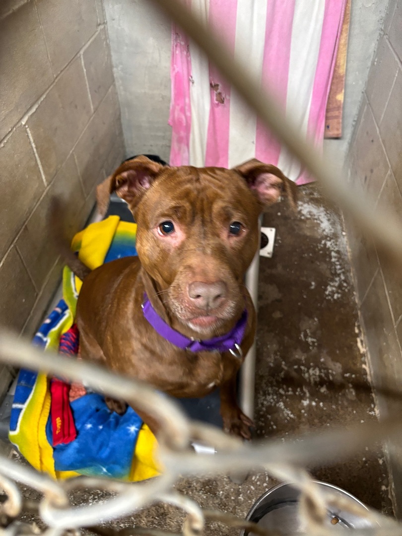 Enlarge ZADA ~~ in a foster home, a Adopted Pit Bull Terrier in Grafton, WV image 4/6
