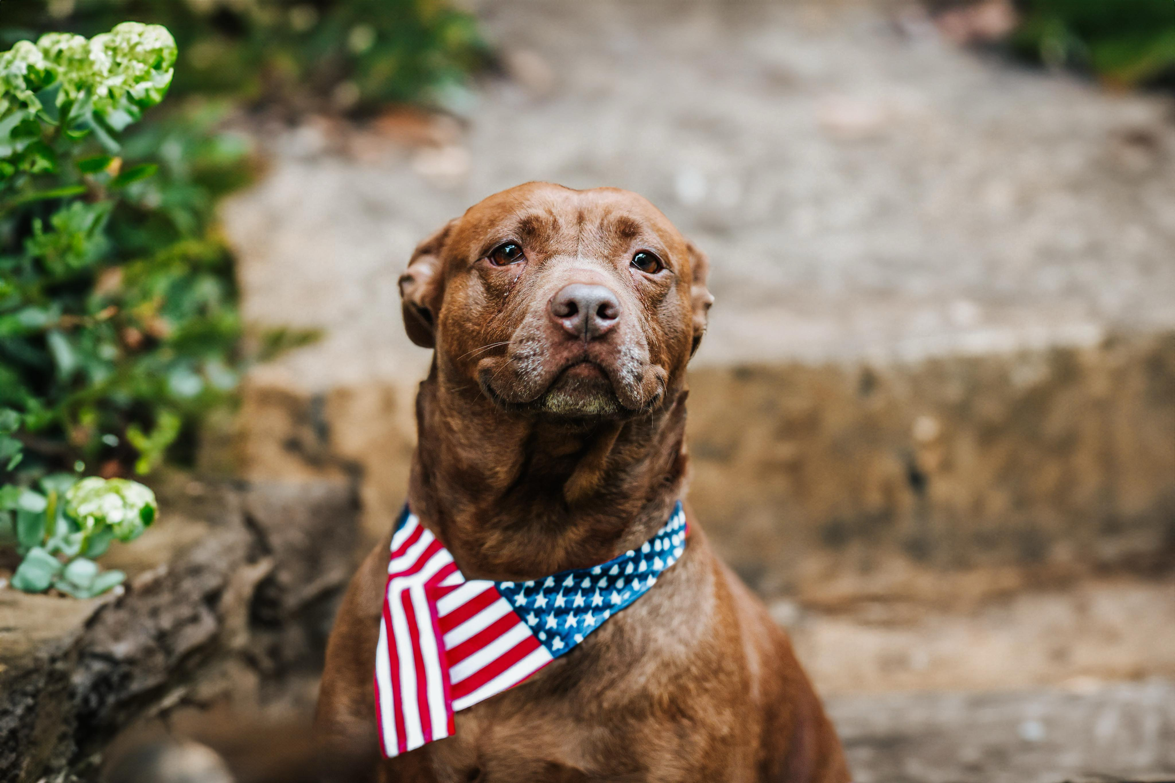 ZADA ~~ in a foster home, Adopted, Adult Female Pit Bull Terrier.