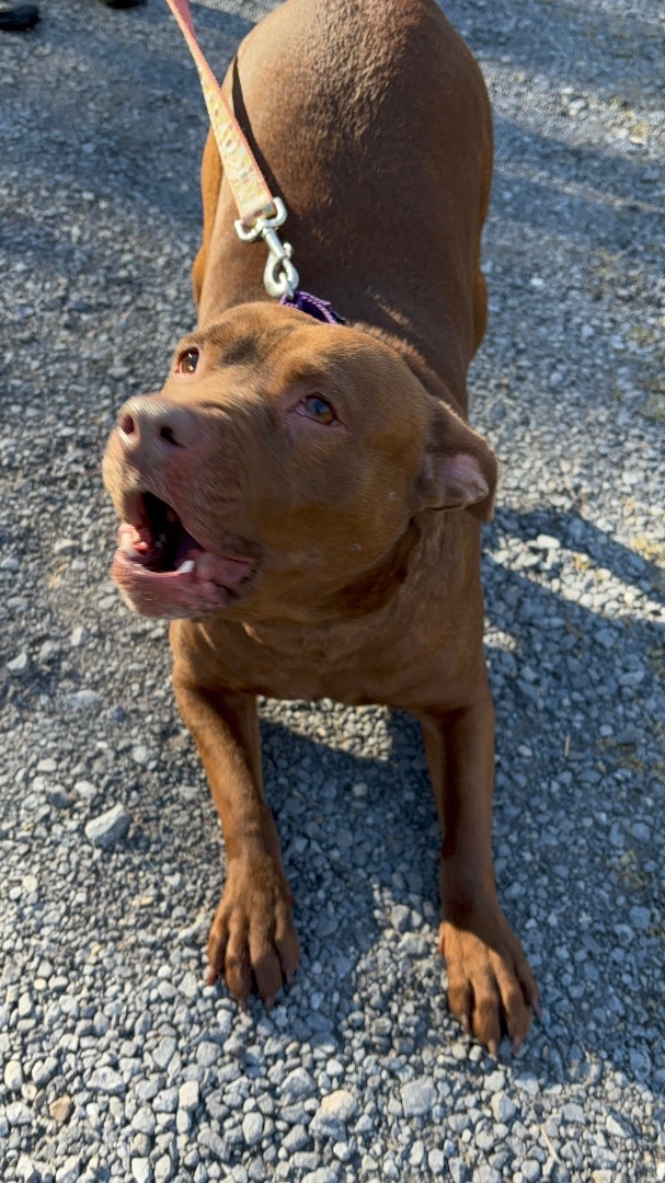 Enlarge ZADA ~~ in a foster home, a Adopted Pit Bull Terrier in Grafton, WV image 5/6