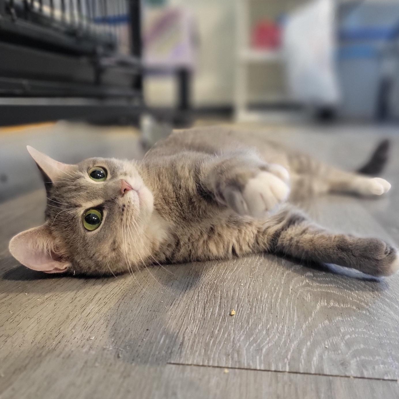 Au Gres, a Adoptable Domestic Short Hair in Swartz Creek, MI image 5/6