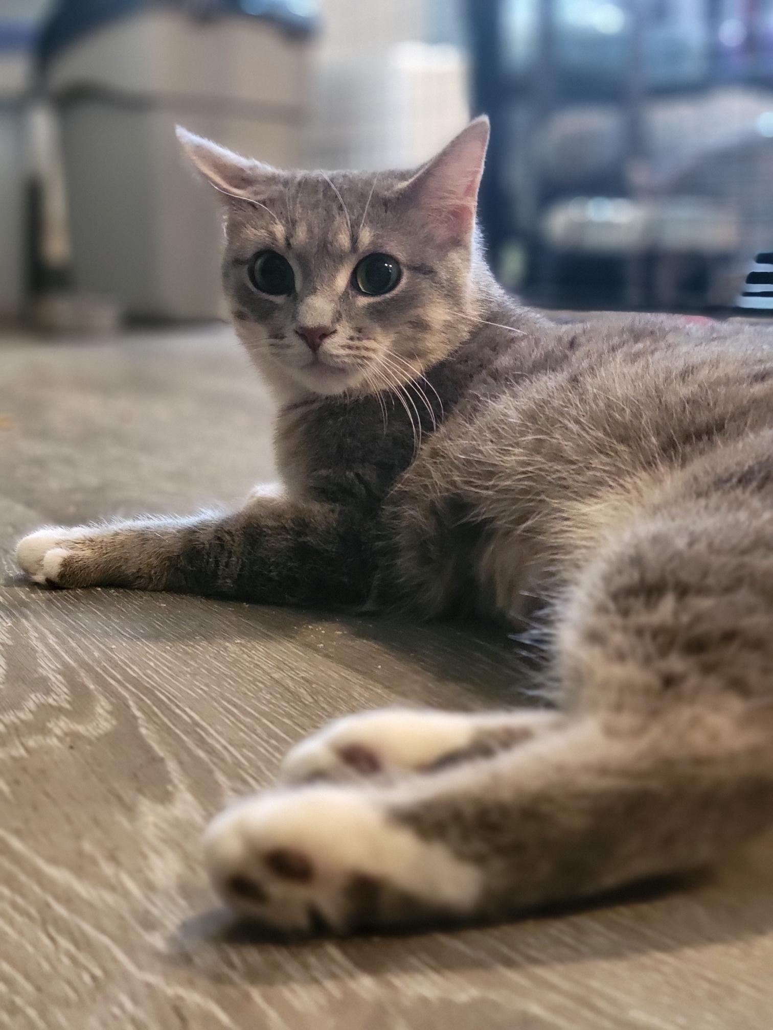 Au Gres, a Adoptable Domestic Short Hair in Swartz Creek, MI image 6/6