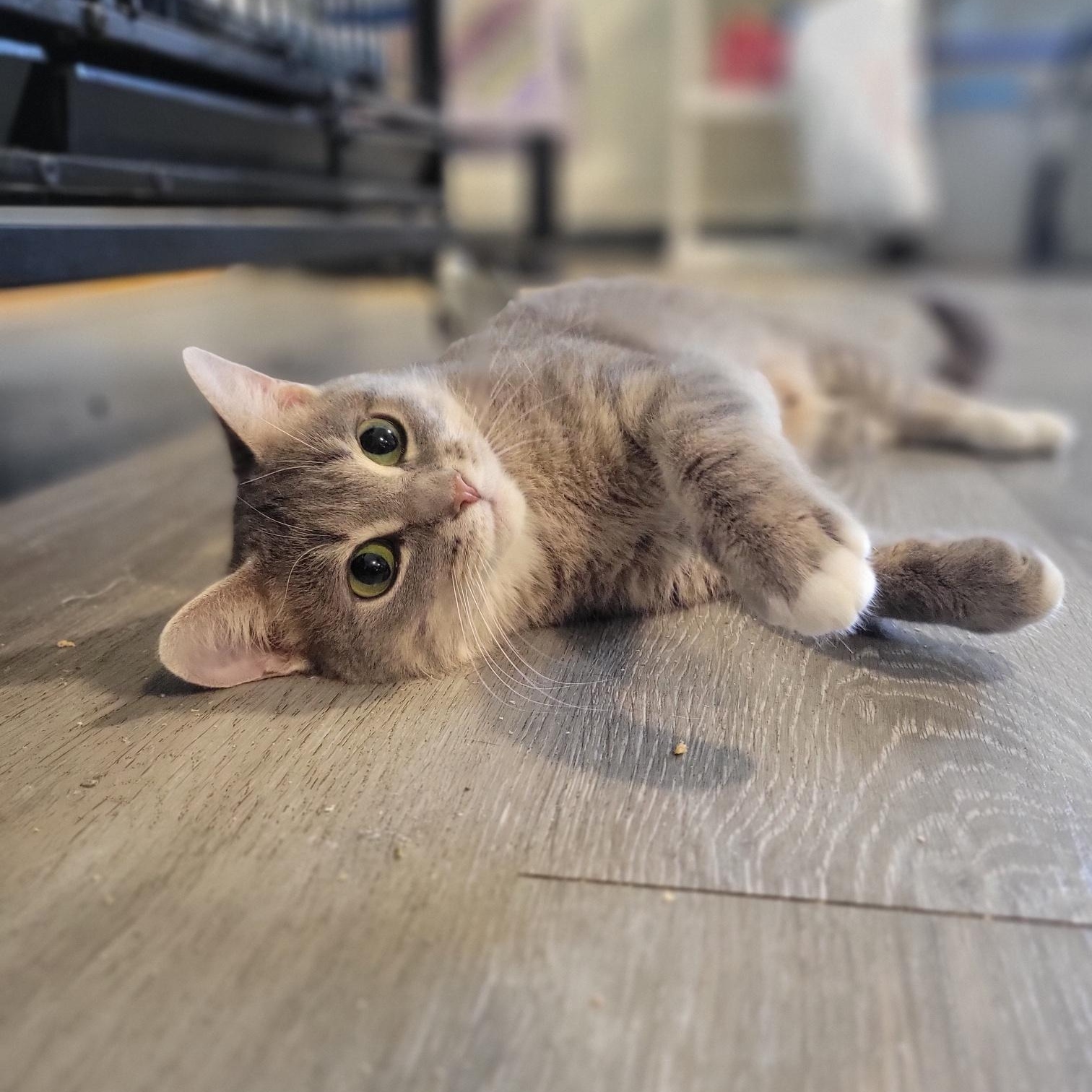 Au Gres, Adoptable, Young Female Domestic Short Hair.