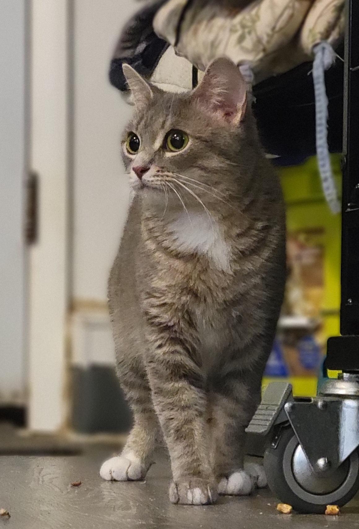 Au Gres, a Adoptable Domestic Short Hair in Swartz Creek, MI image 2/6
