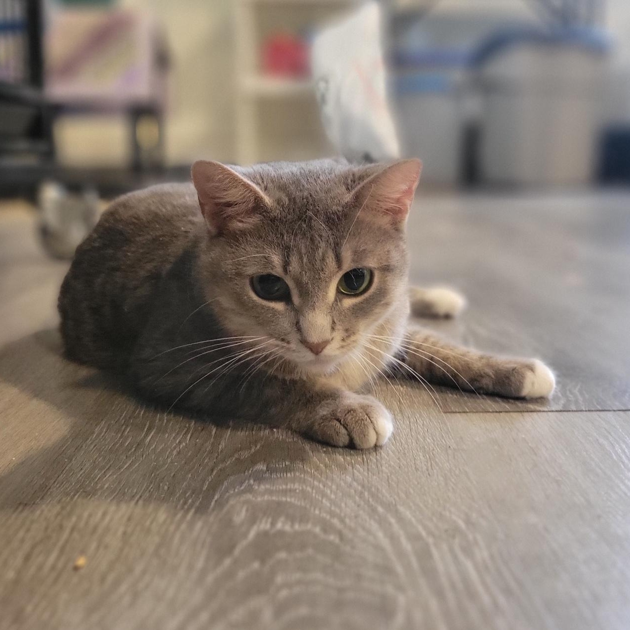 Au Gres, a Adoptable Domestic Short Hair in Swartz Creek, MI image 4/6