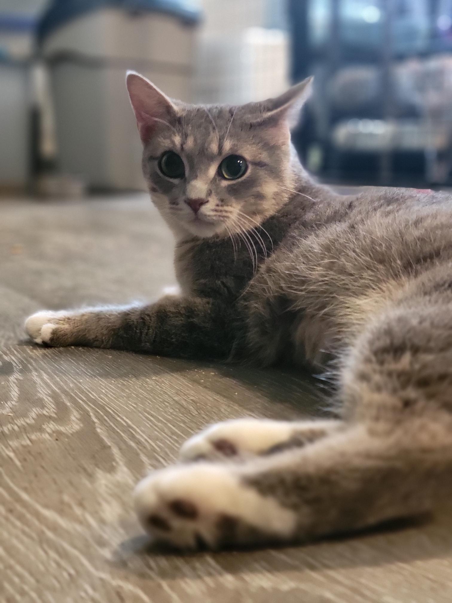 Au Gres, a Adoptable Domestic Short Hair in Swartz Creek, MI image 3/6