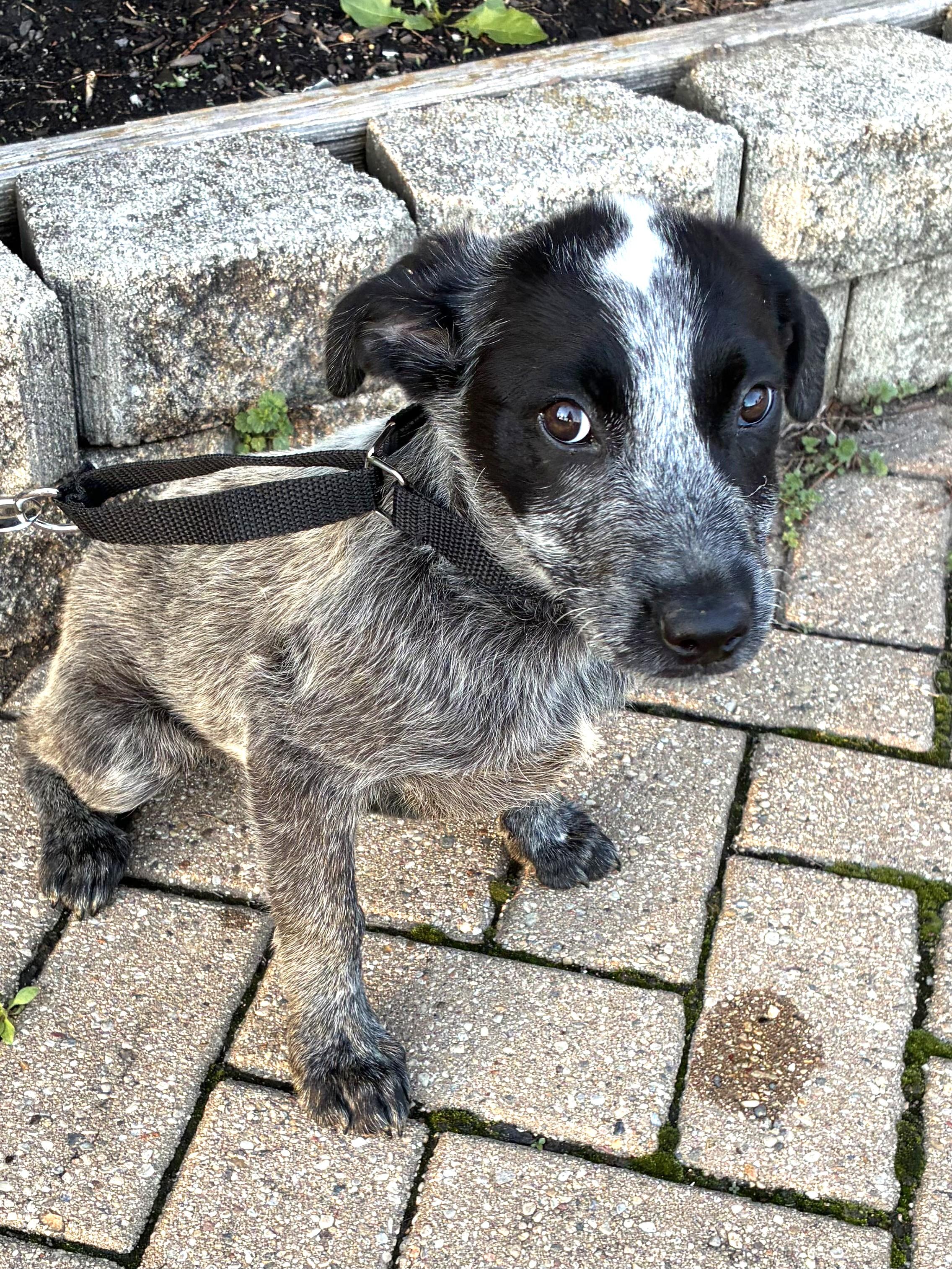 Enlarge Wiggins, a ADOPTABLE mixed breed in West Chicago, IL image 1/3