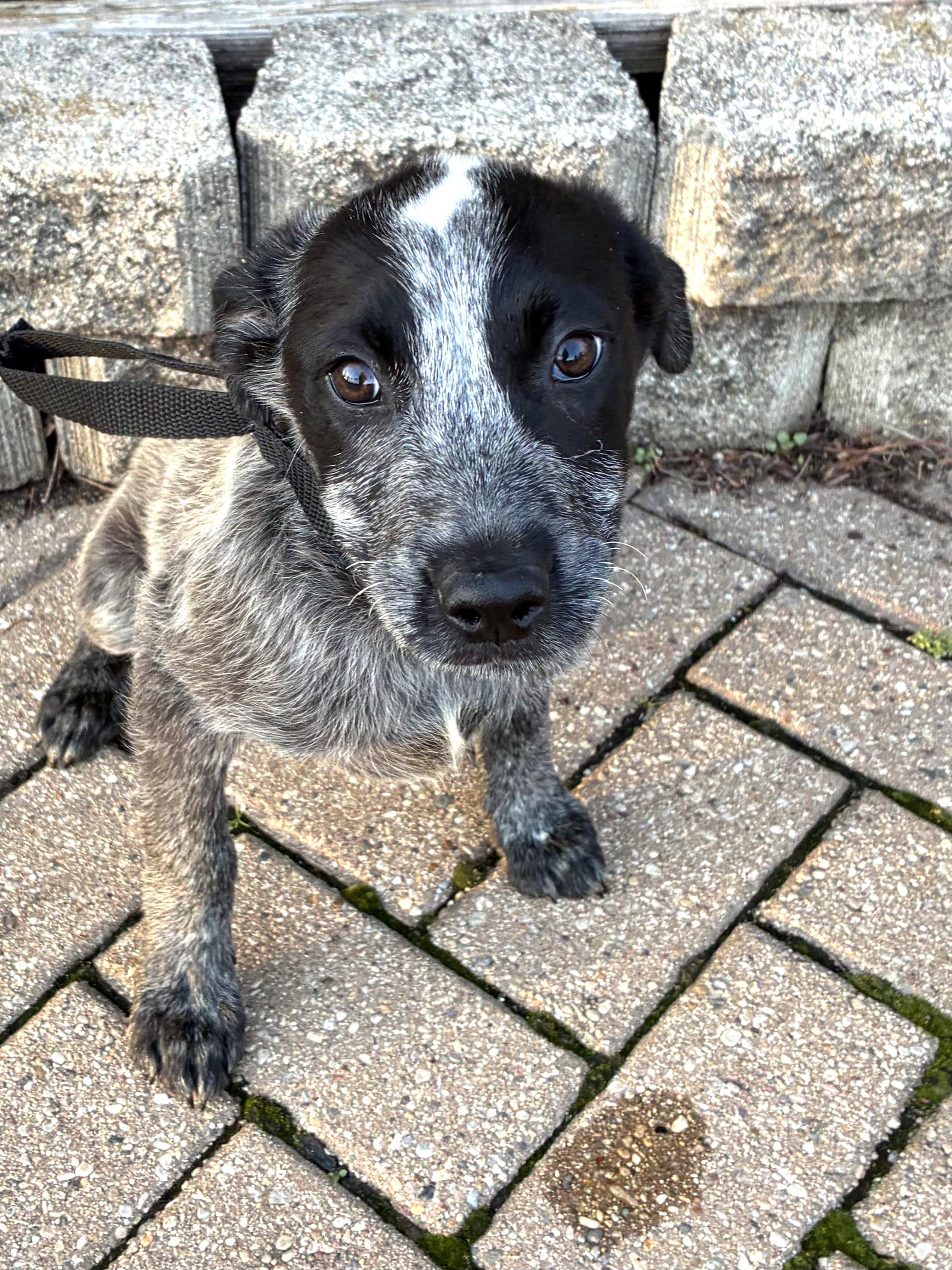 Enlarge Wiggins, a ADOPTABLE mixed breed in West Chicago, IL image 2/3