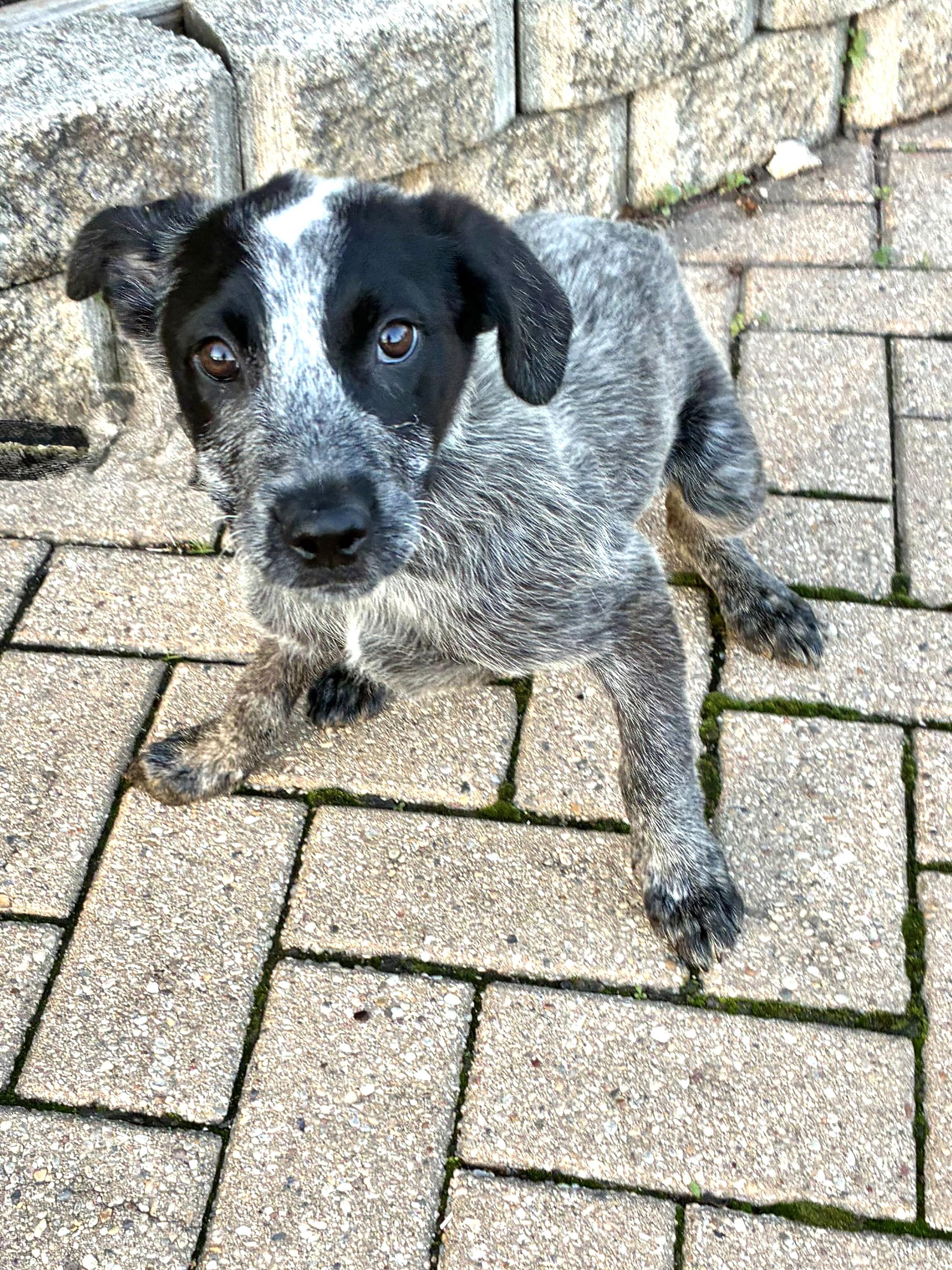 Enlarge Wiggins, a ADOPTABLE mixed breed in West Chicago, IL image 3/3