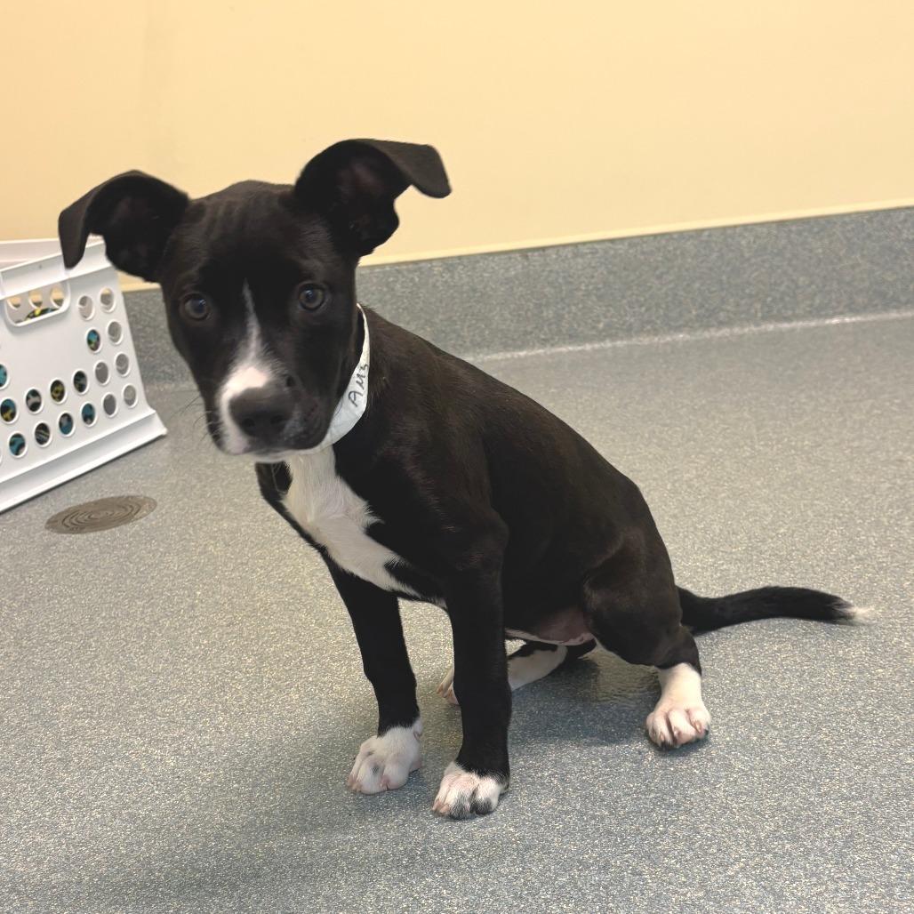 Enlarge Amy, a Adoptable mixed breed in Briarcliff Manor, NY image 1/3