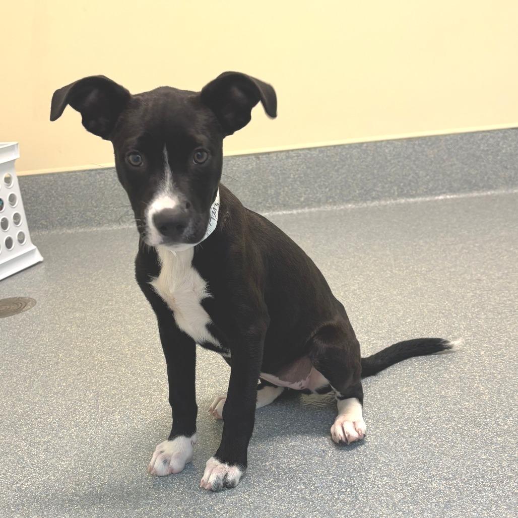Enlarge Amy, a Adoptable mixed breed in Briarcliff Manor, NY image 2/3