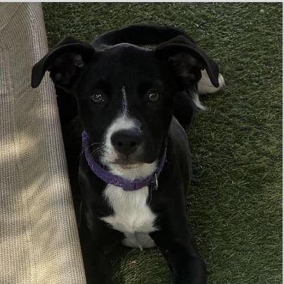 Enlarge Amy, a Adoptable mixed breed in Briarcliff Manor, NY image 3/3