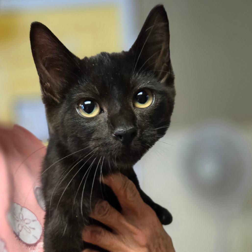 Enlarge Solar, a Adoptable Domestic Short Hair in Pennsville, NJ image 1/2