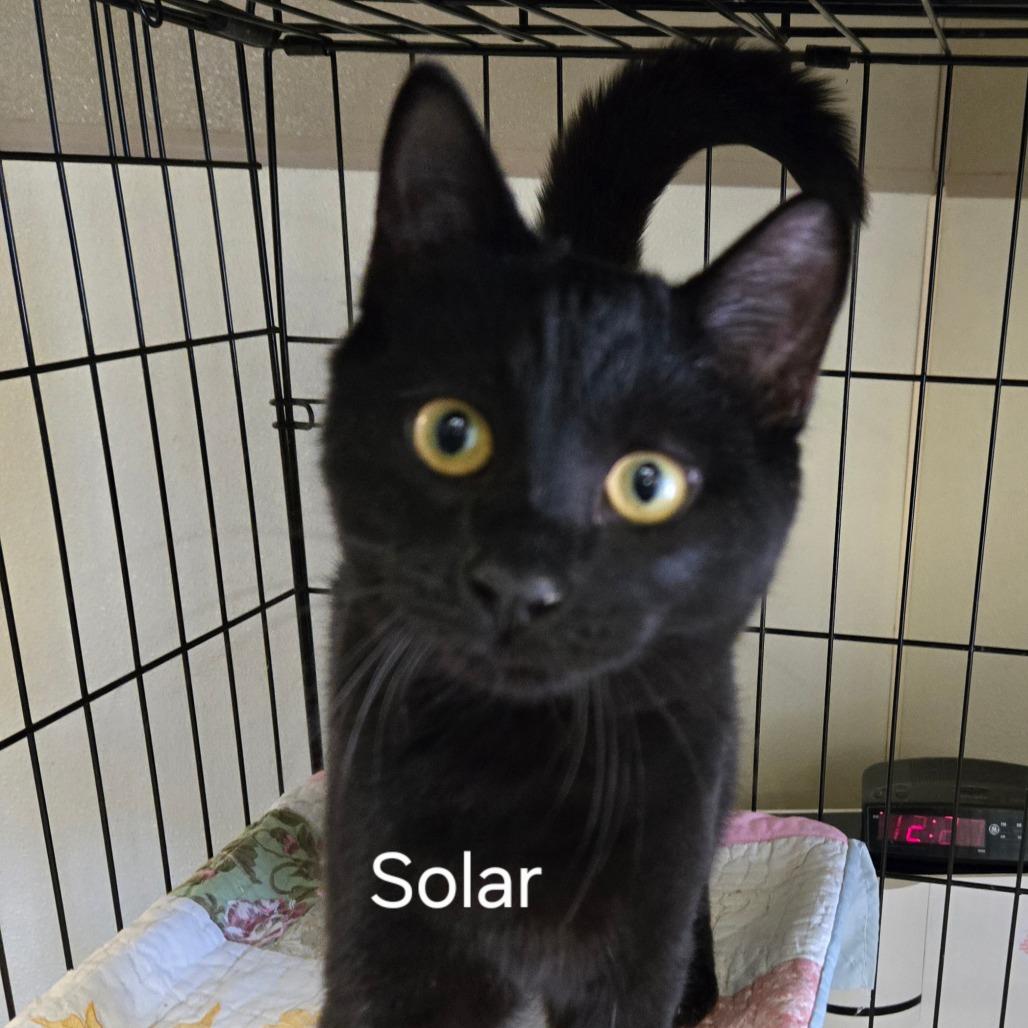 Enlarge Solar, a Adoptable Domestic Short Hair in Pennsville, NJ image 2/2