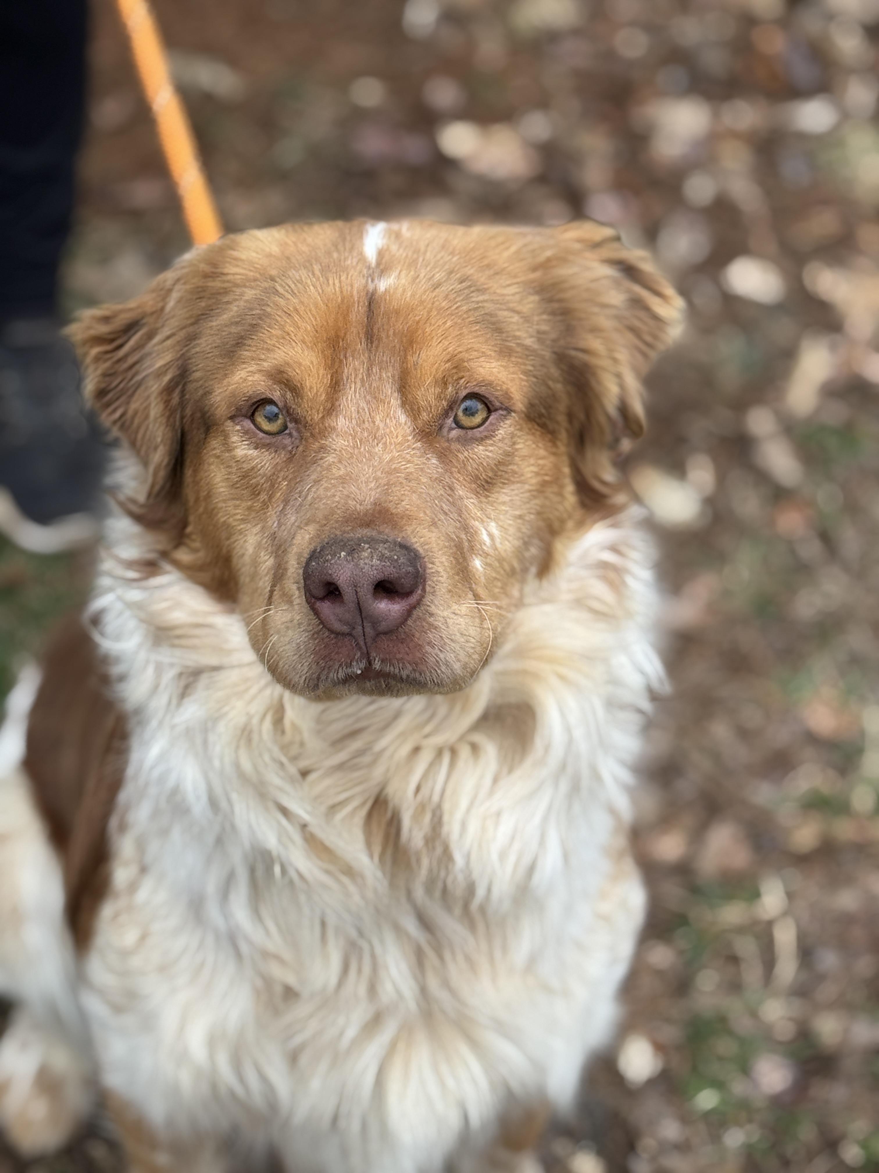 Enlarge Chester, an adoptable mixed breed in Richmond, VA image 4/5