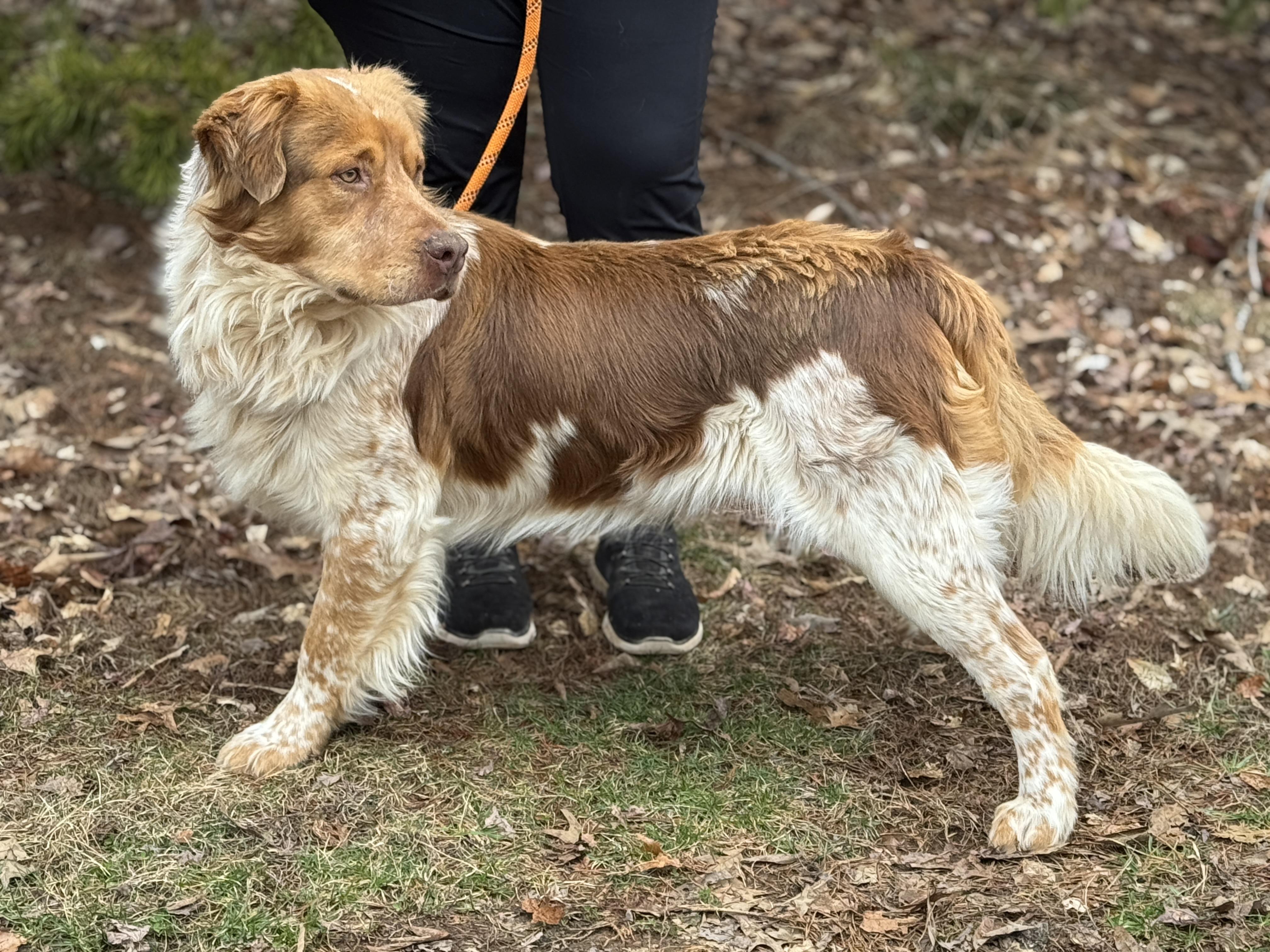 Enlarge Chester, an adoptable mixed breed in Richmond, VA image 5/5