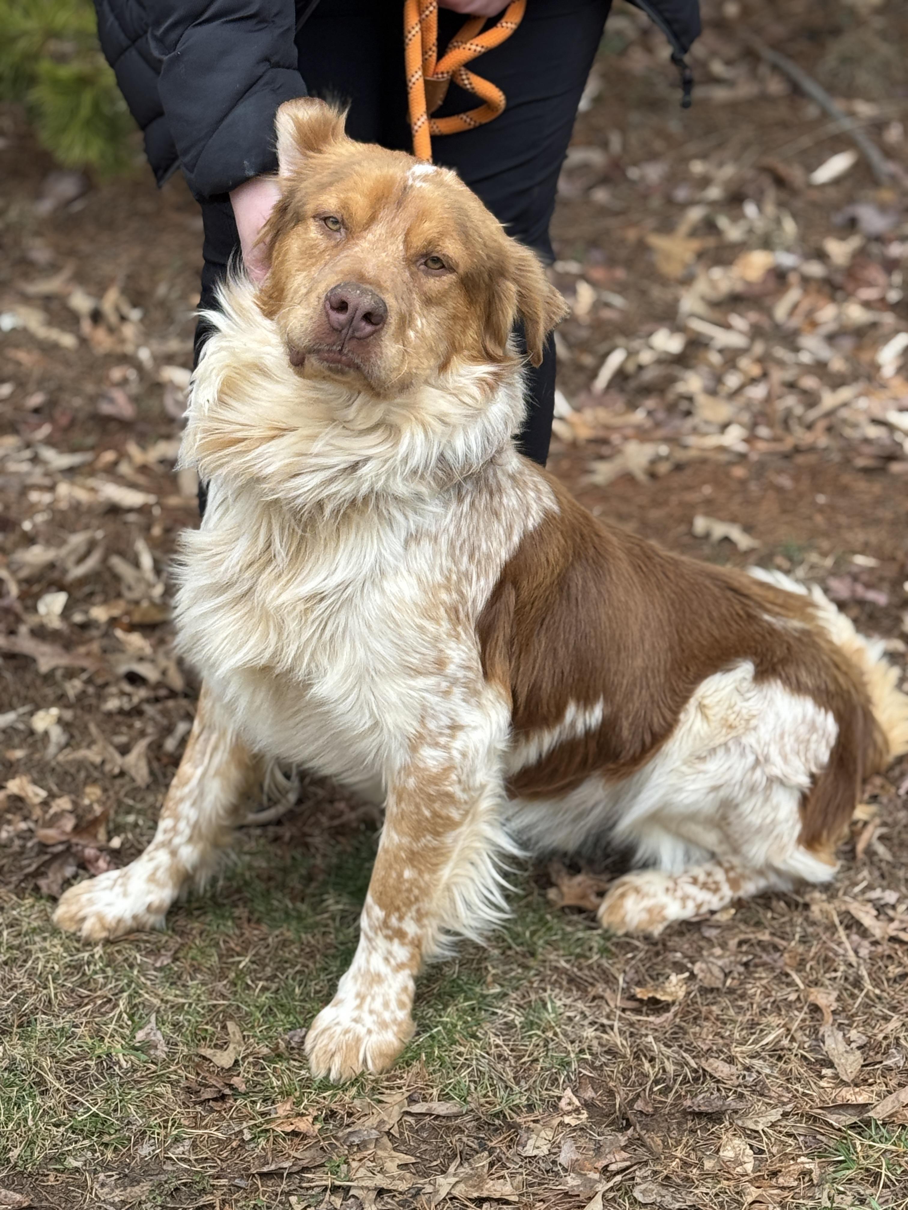 Enlarge Chester, an adoptable mixed breed in Richmond, VA image 3/5