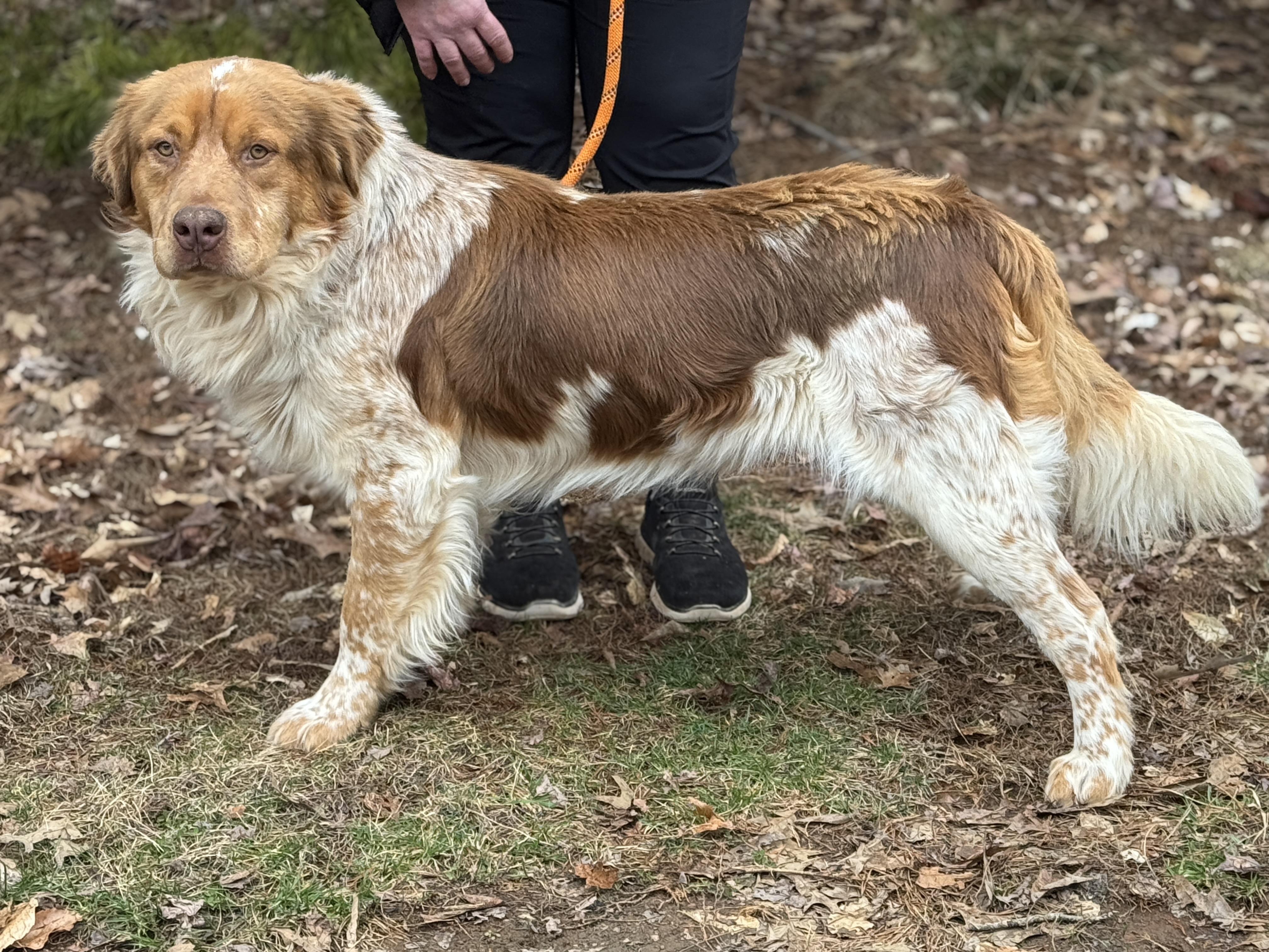 Enlarge Chester, an adoptable mixed breed in Richmond, VA image 2/5