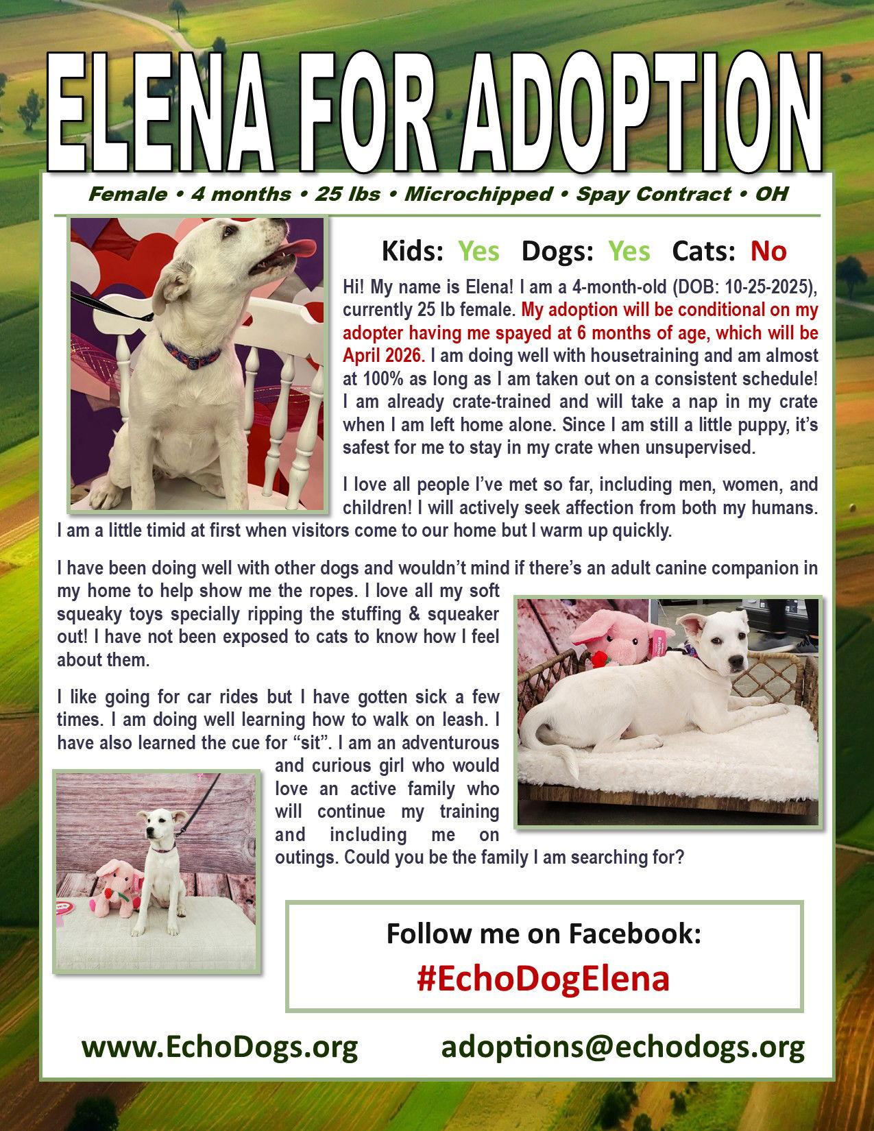 Enlarge ELENA, a Adoptable mixed breed in Londonderry, NH image 1/3