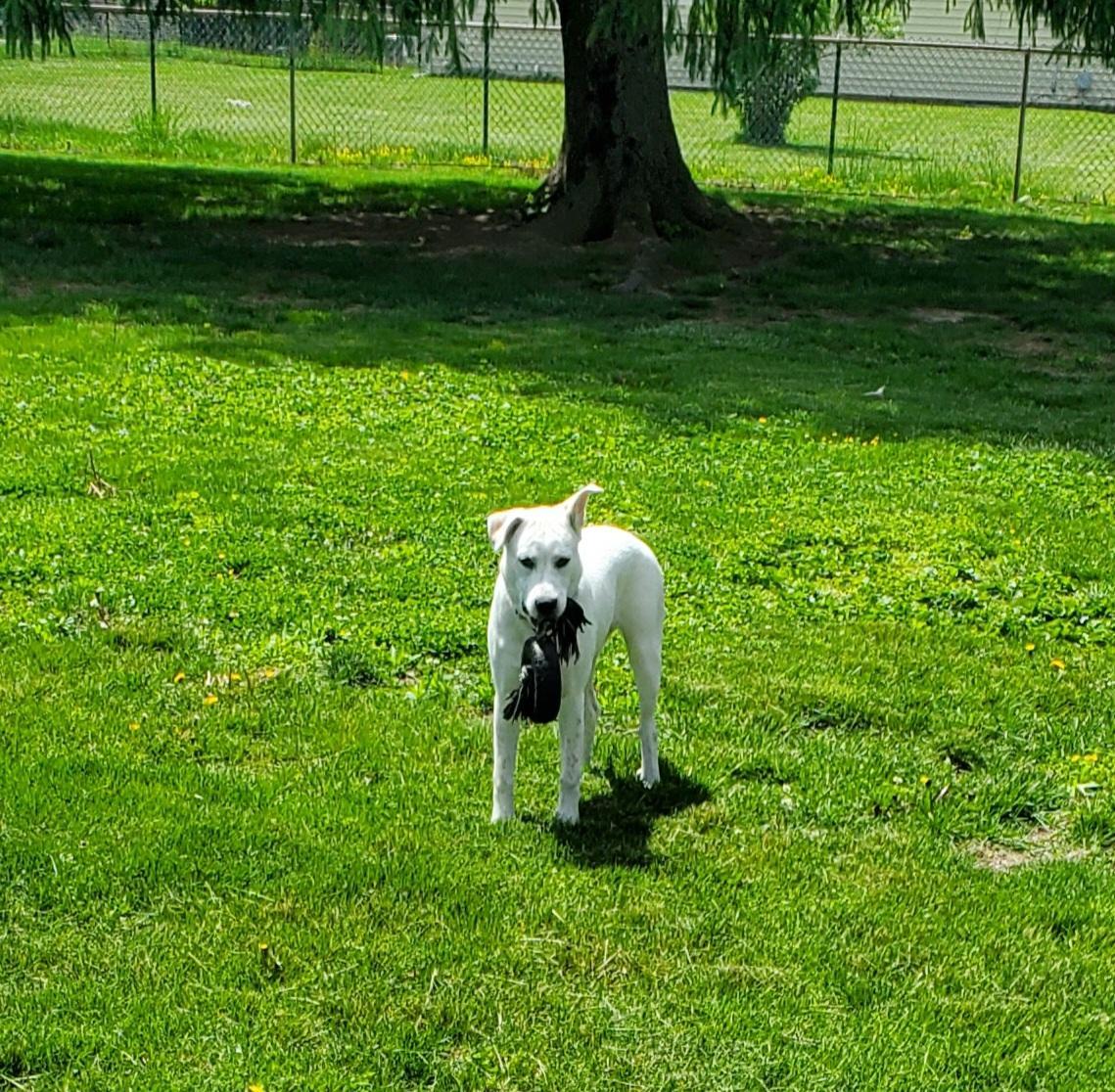 Elena, Adoptable, Young Female Cattle Dog & Great Pyrenees.