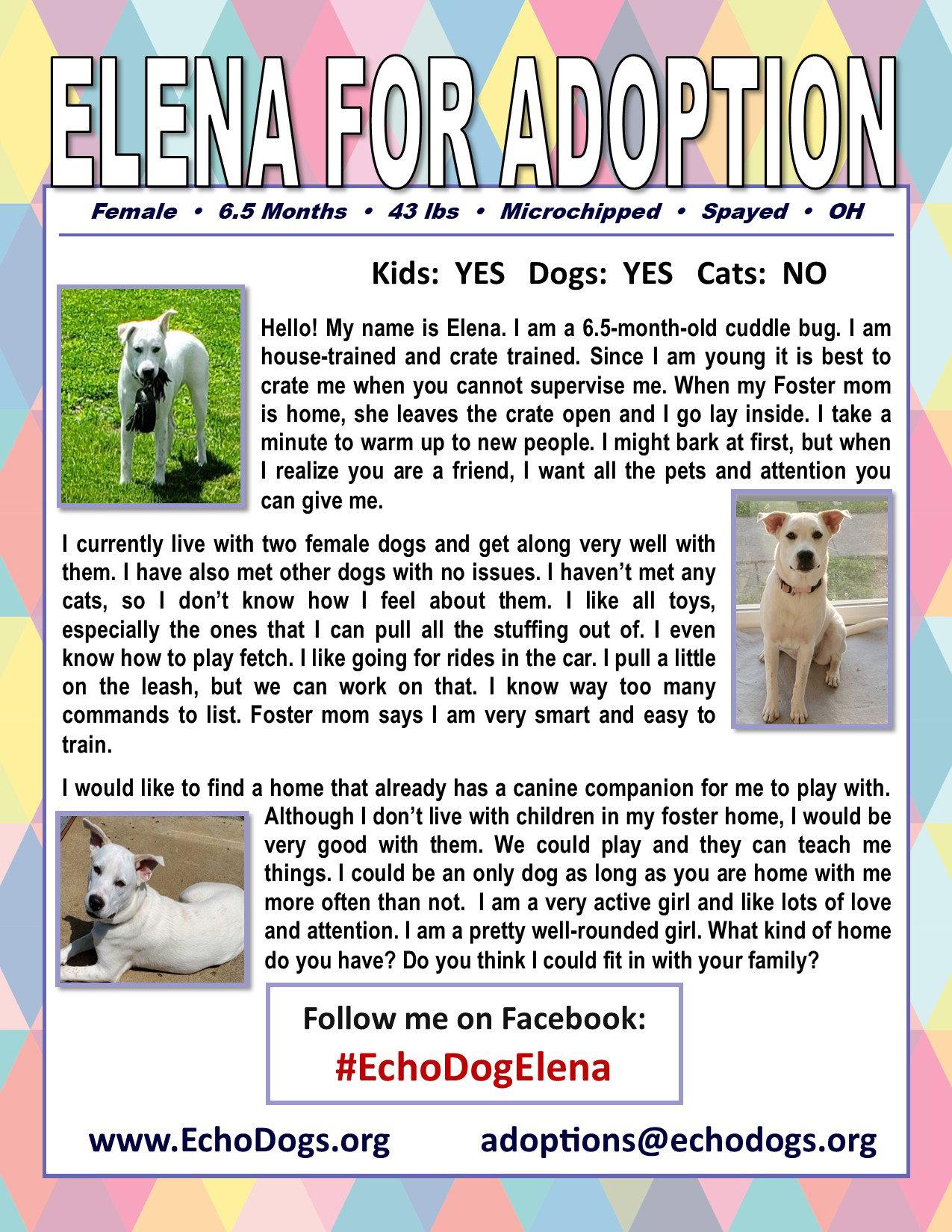 Enlarge Elena, a Adoptable mixed breed in Londonderry, NH image 2/3