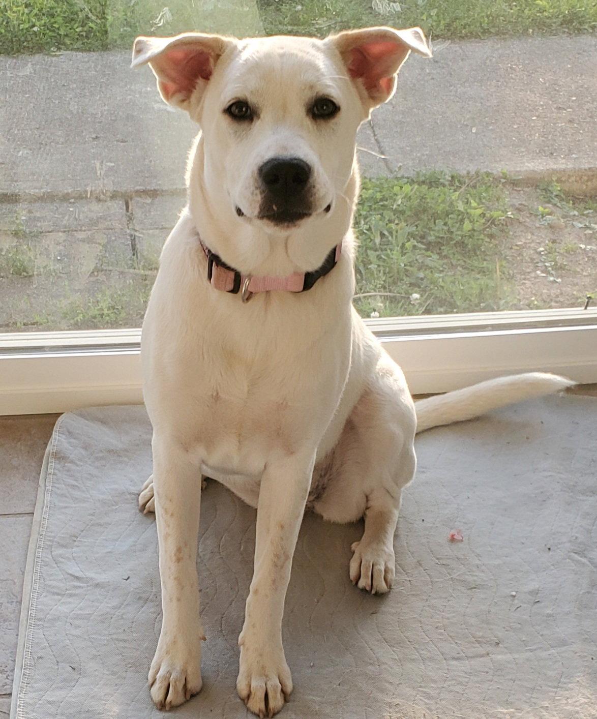 Enlarge Elena, a Adoptable mixed breed in Londonderry, NH image 3/3