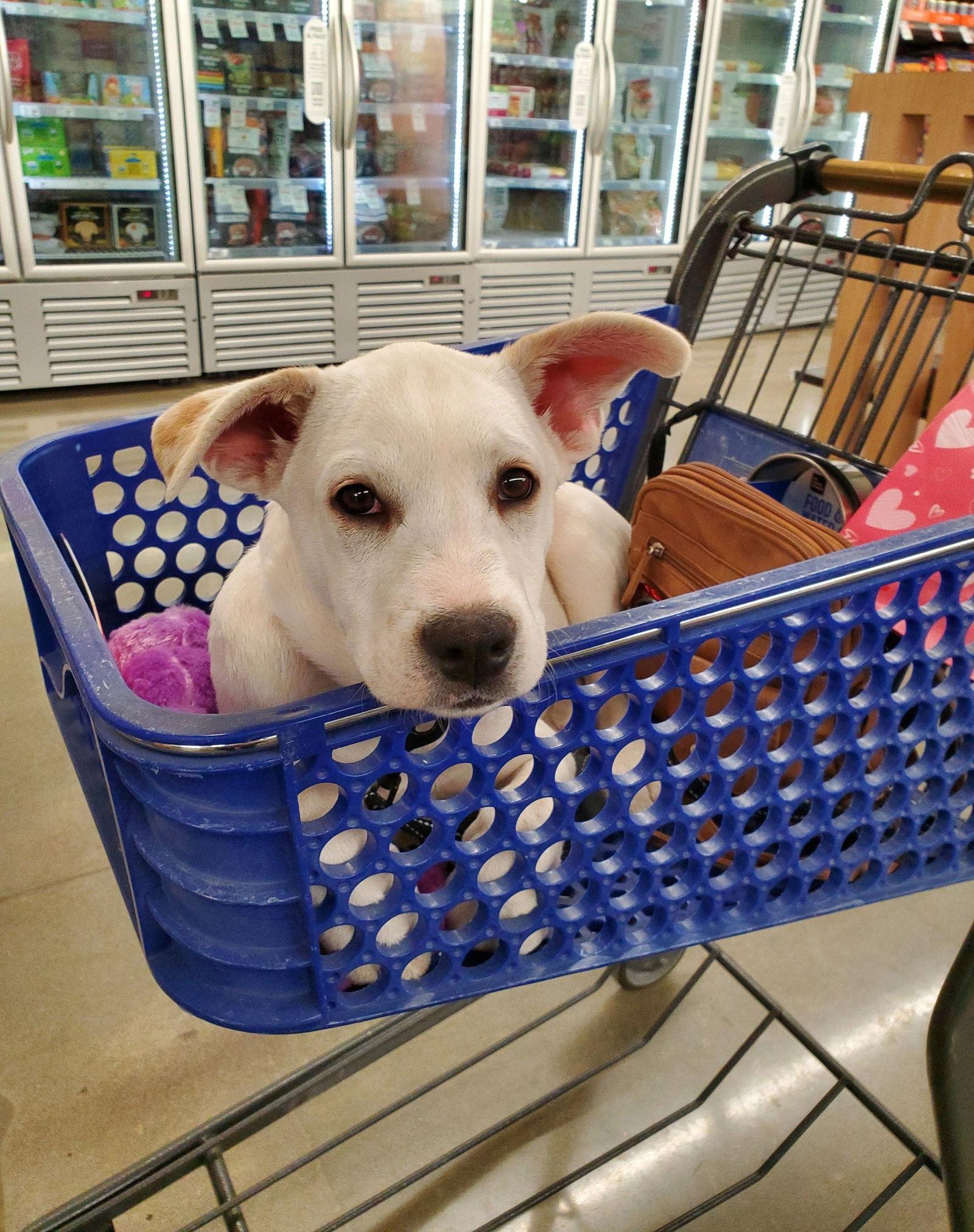 Enlarge ELENA, a Adoptable mixed breed in Londonderry, NH image 2/3