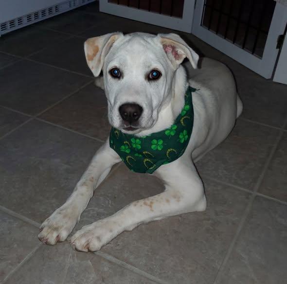 Enlarge ELENA, a Adoptable mixed breed in Londonderry, NH image 3/3