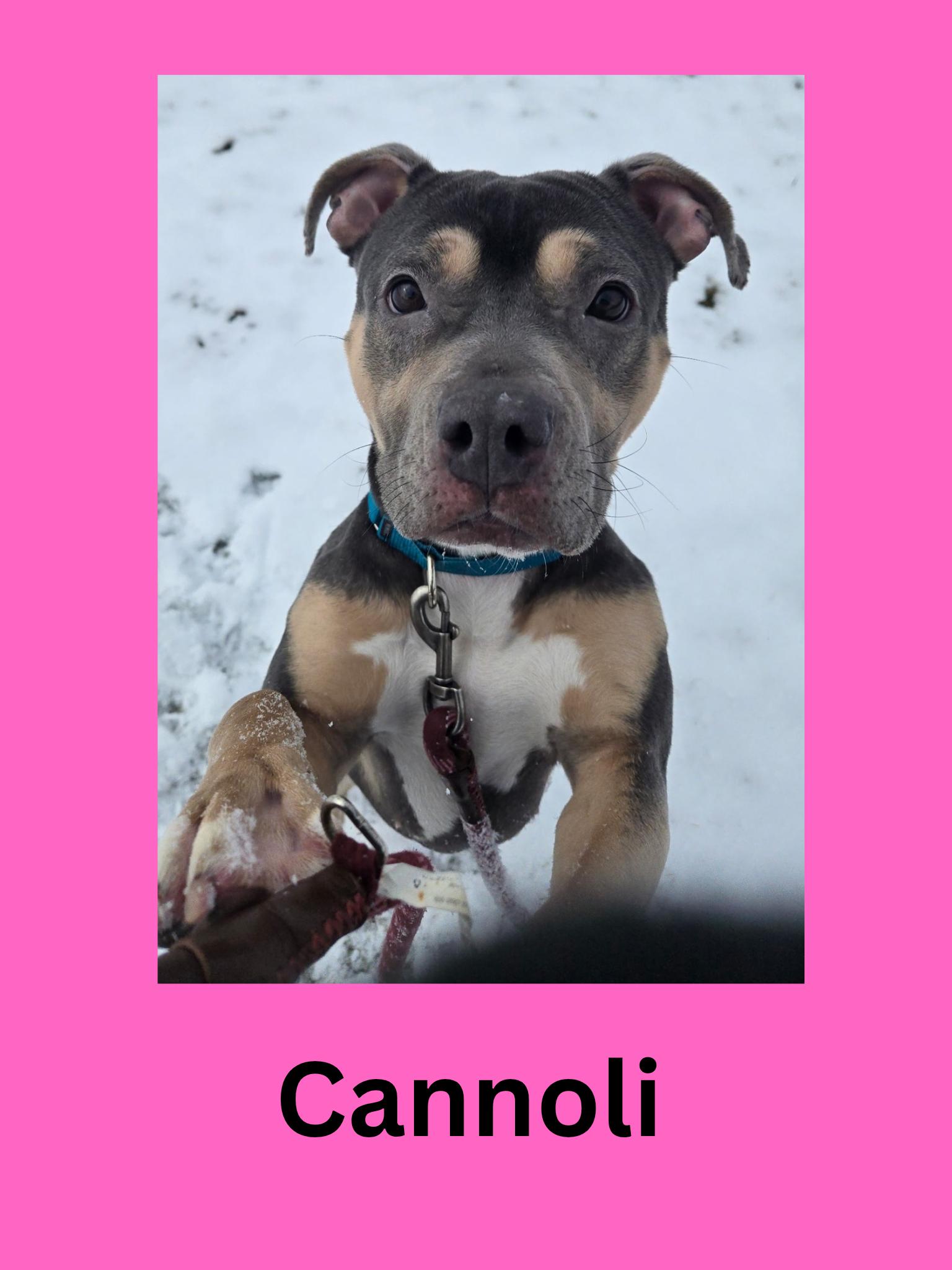 Cannoli