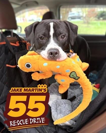 Giovanni, a Adoptable mixed breed in Washington, DC image 2/3