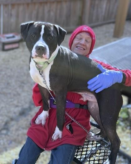 Enlarge Giovanni, a Adoptable mixed breed in Washington, DC image 1/2