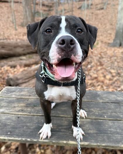 Giovanni, a Adoptable mixed breed in Washington, DC image 3/3