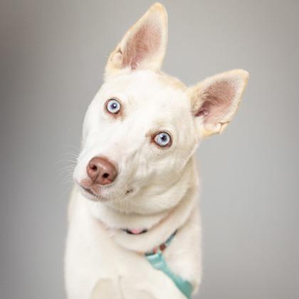 Vanilla, Adoptable, Young Female German Shepherd Dog.