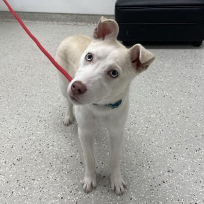 Enlarge Vanilla, a Adoptable mixed breed in Indianapolis, IN image 2/3