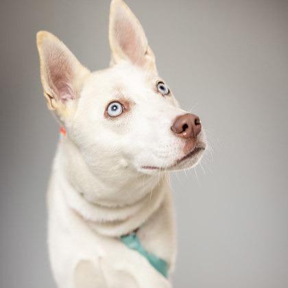 Enlarge Vanilla, a Adoptable mixed breed in Indianapolis, IN image 3/3