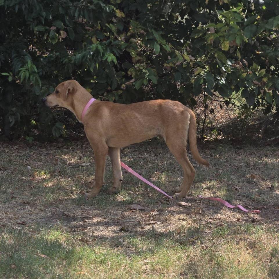 Wolfe, a Adoptable Mixed Breed in Pauls Valley, OK image 1/4