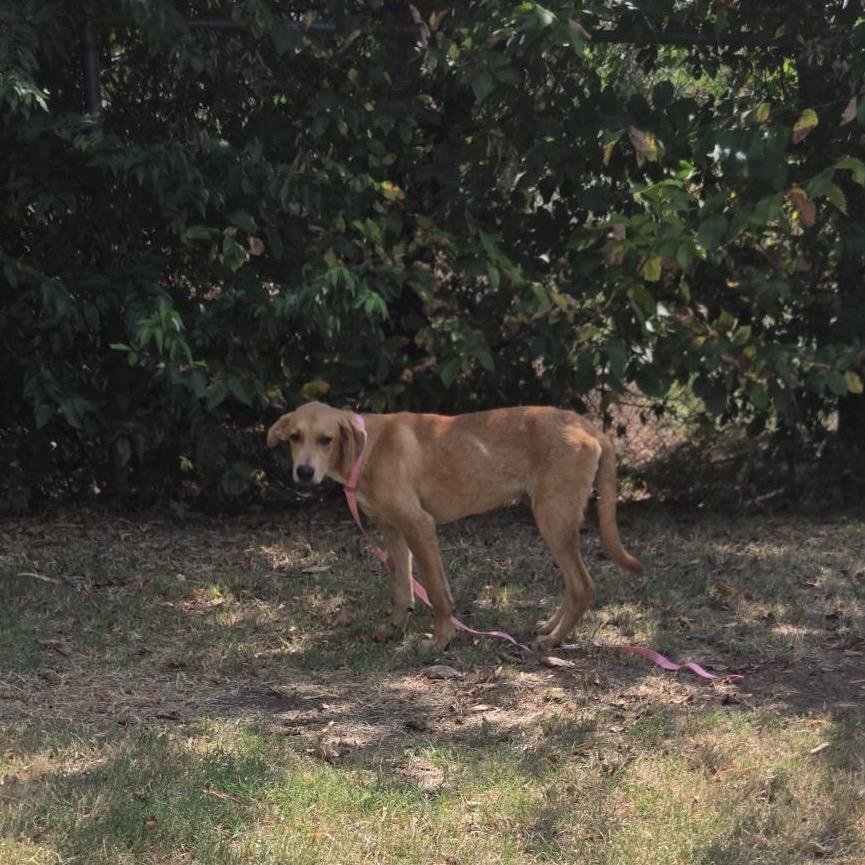 Wolfe, a Adoptable Mixed Breed in Pauls Valley, OK image 2/4