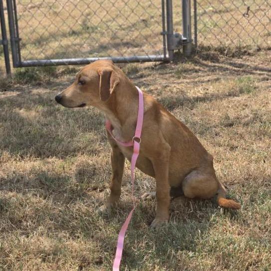 Wolfe, a Adoptable Mixed Breed in Pauls Valley, OK image 4/4