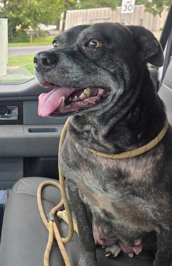 Lorraine, Adoptable, Adult Female Pit Bull Terrier.