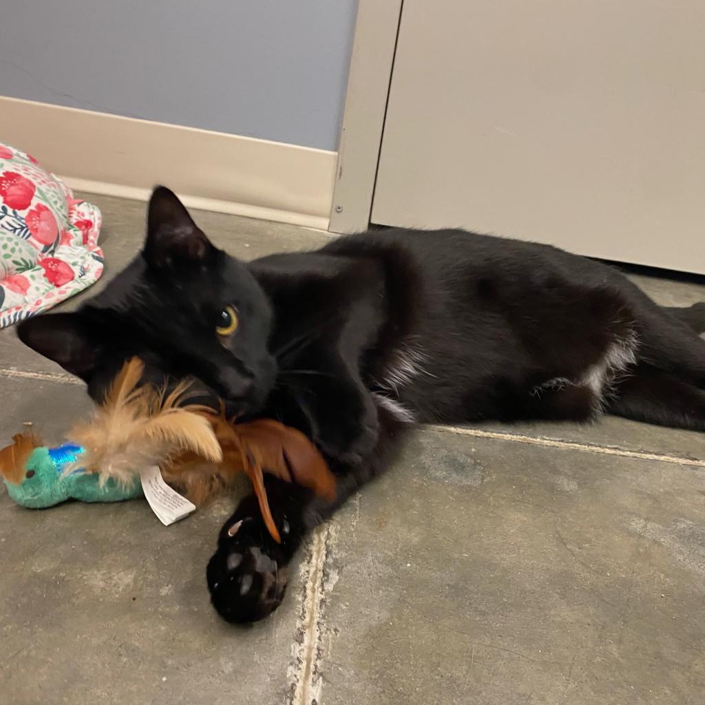 Enlarge Dexter, a Adoptable Domestic Short Hair in Manhattan, KS image 1/6