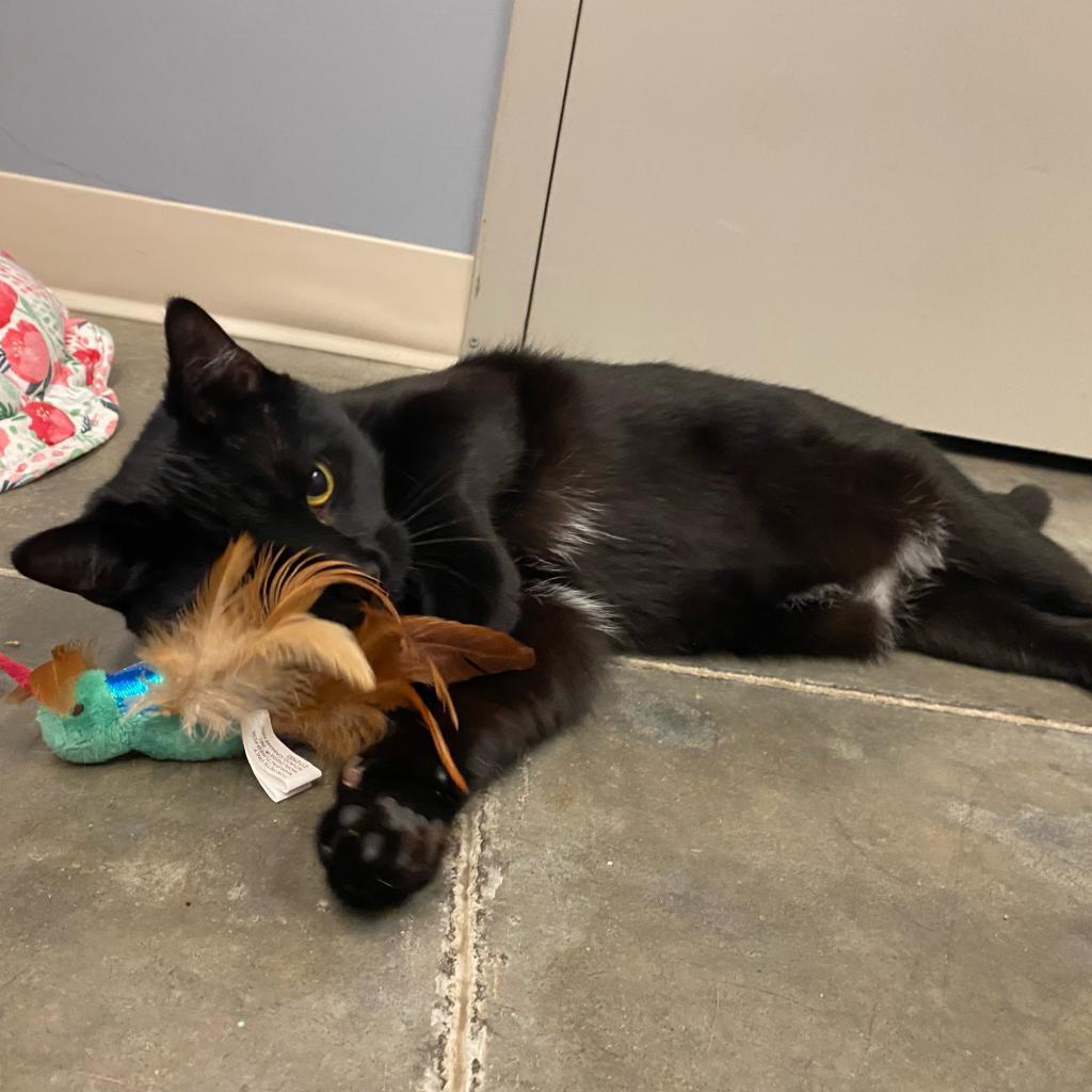 Enlarge Dexter, a Adoptable Domestic Short Hair in Manhattan, KS image 2/6