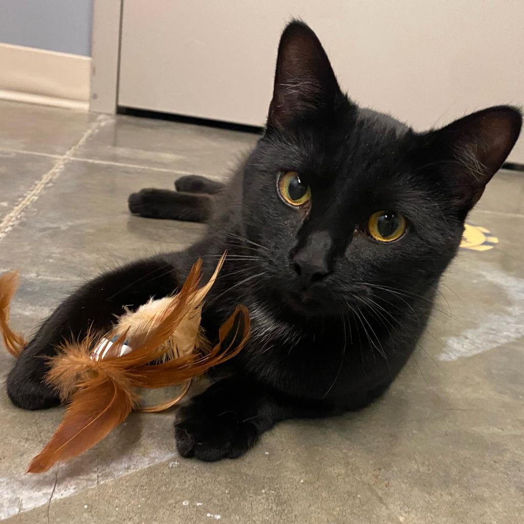 Enlarge Dexter, a Adoptable Domestic Short Hair in Manhattan, KS image 4/6