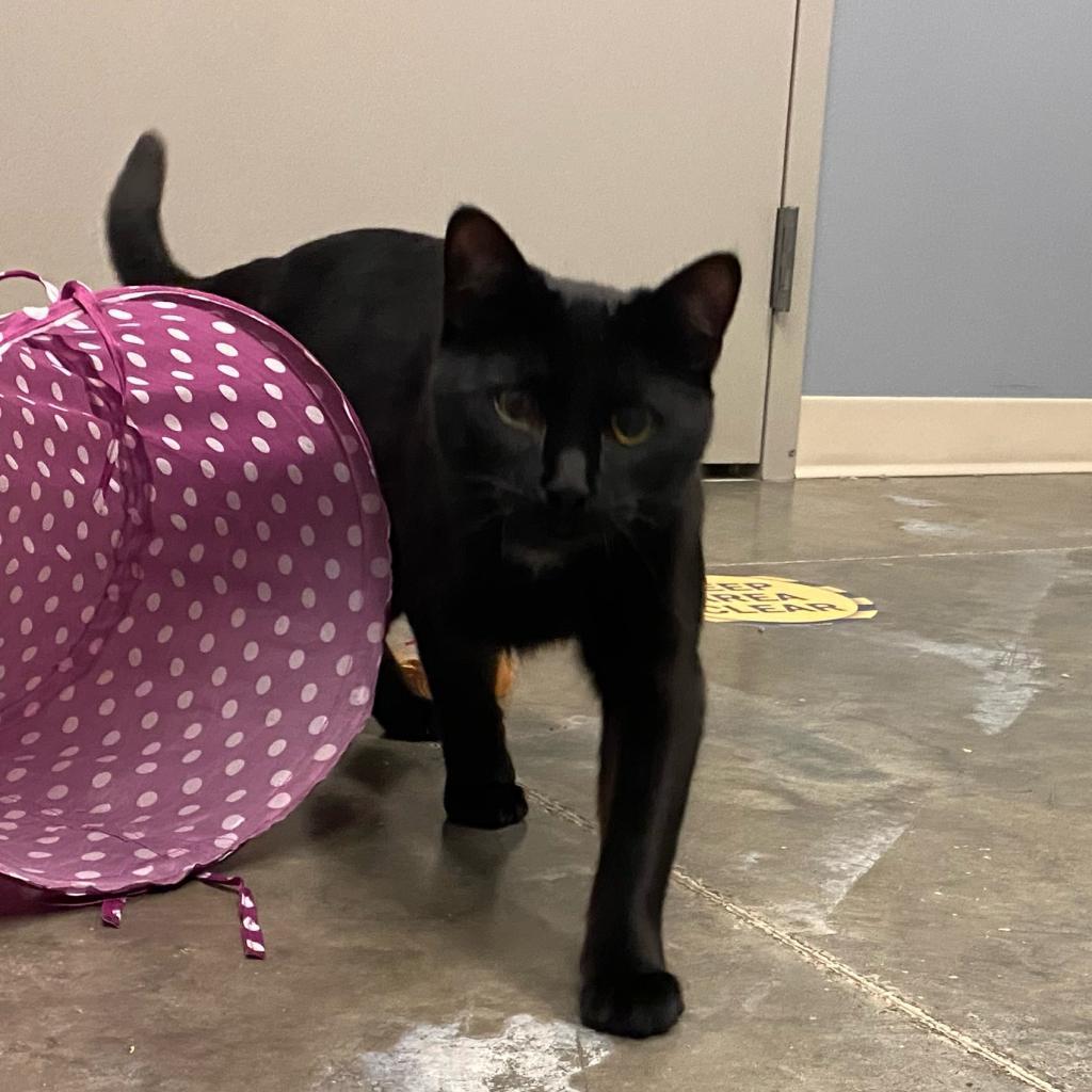 Enlarge Dexter, a Adoptable Domestic Short Hair in Manhattan, KS image 5/6