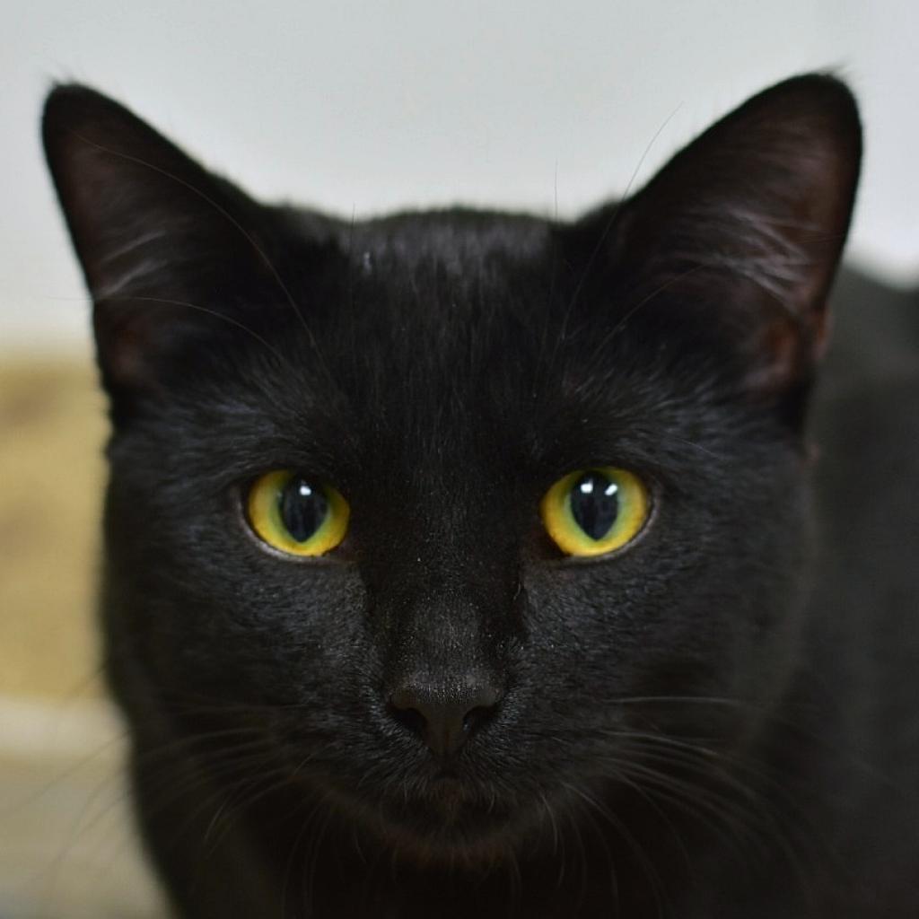 Enlarge Dexter, a Adoptable Domestic Short Hair in Manhattan, KS image 6/6