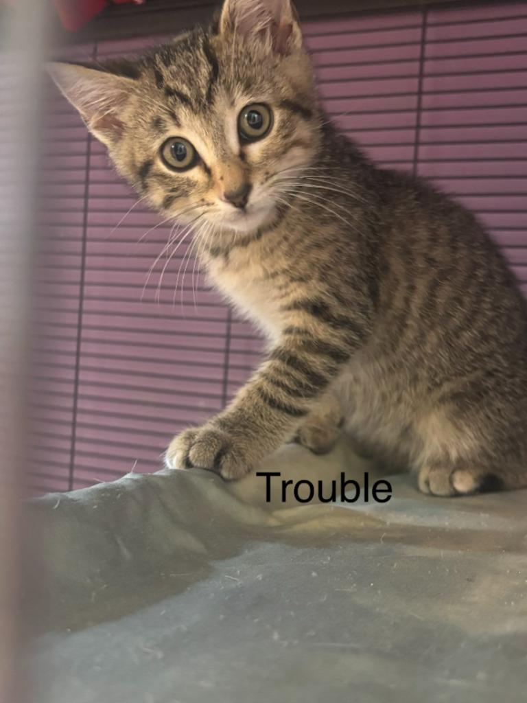 Trouble, Adopted, Kitten Female Domestic Short Hair.