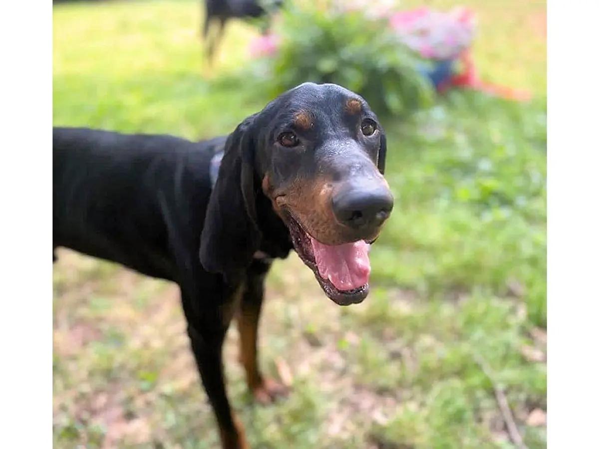 Gary (GA), a ADOPTABLE Black and Tan Coonhound in Ranger, GA image 3/3