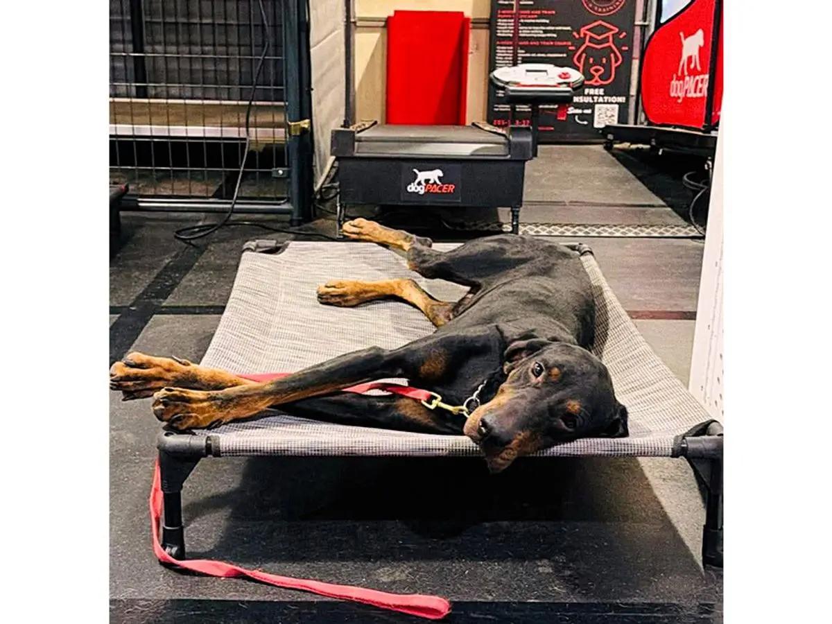 Gary (GA), a ADOPTABLE Black and Tan Coonhound in Ranger, GA image 2/3